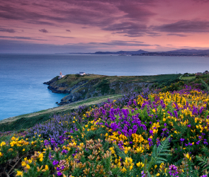 Howth Head Cliff Path Loop View of heather and lighthouse and Dublin Bay 