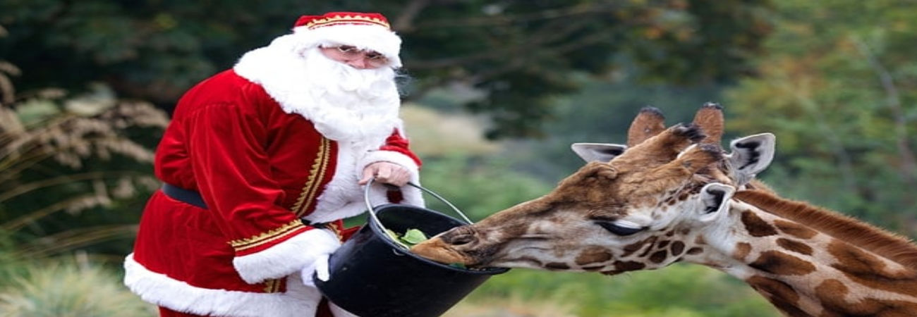 Santa at Wild Lights Dublin Zoo 